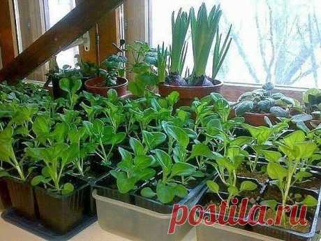 ОЧЕНЬ ПРОСТОЙ СПОСОБ ВЫРАСТИТЬ КРАСИВУЮ ПЕТУНИЮ У многих садоводов не получается вырастить петунию из семян. Я каждый год рассаду петунии выращиваю сама. И поверьте, её вырастить очень легко. Только есть несколько секретов, которыми я с удовольстви…