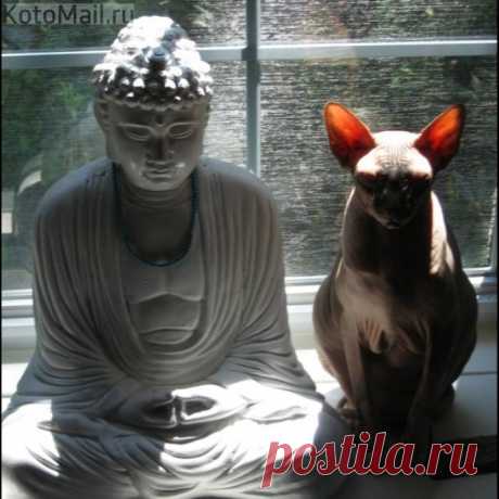 Совместная медитация