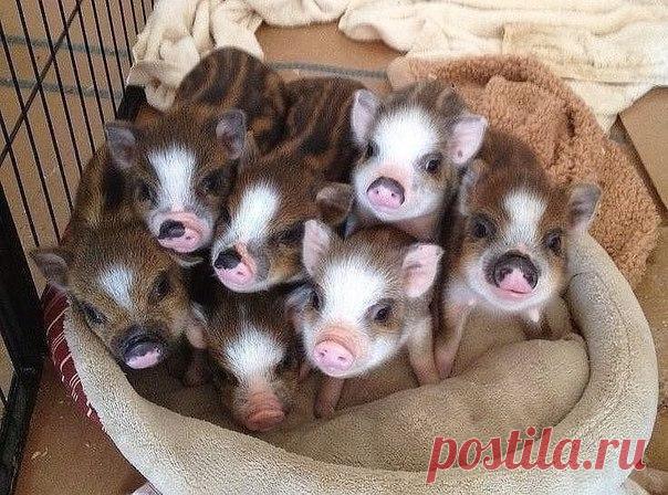 Ну нельзя быть такими милыми свиньями!)
