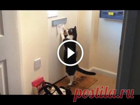 Cats Getting Mail Compilation