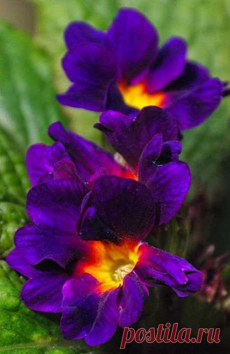 Beyaz Melek – Google+