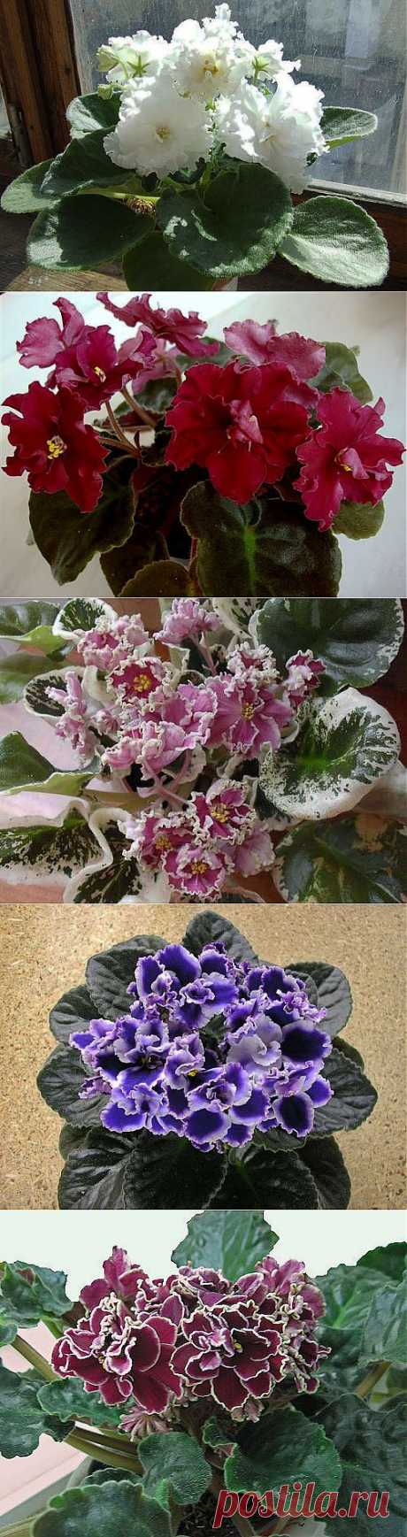 Узамбарская фиалка (120 фото с названием сортов)..