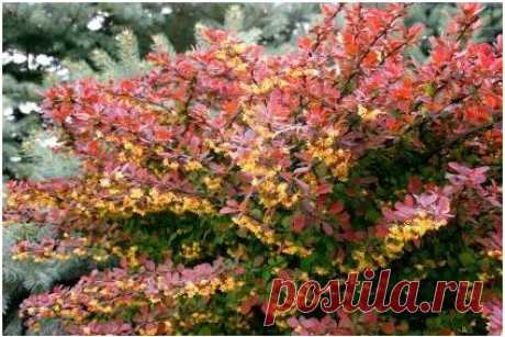 Барбарис — декоративный кустарник и вкусная приправа — 6 соток