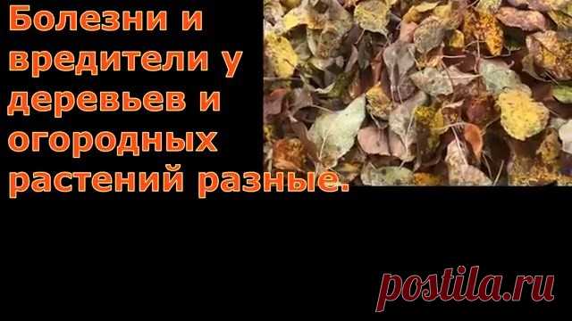Давайте следовать природе - поменьше брать, побольше отдавать Что делать?Как что! Конечно же, растить, холить, лелеять жителей почвы, и рыхлить, только рыхлить почву, чтобы им не навредить! Вместо лопаты вы будете использовать плоскорез Фокина. У него есть заостренный конец, вот им то и будете делать борозды сначала вдоль, потом поперек, заглубляя...