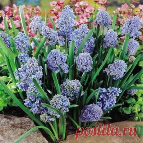 Buy your Muscari armeniacum Blue Spike cheap online at Bulbsdirect - Free delivery