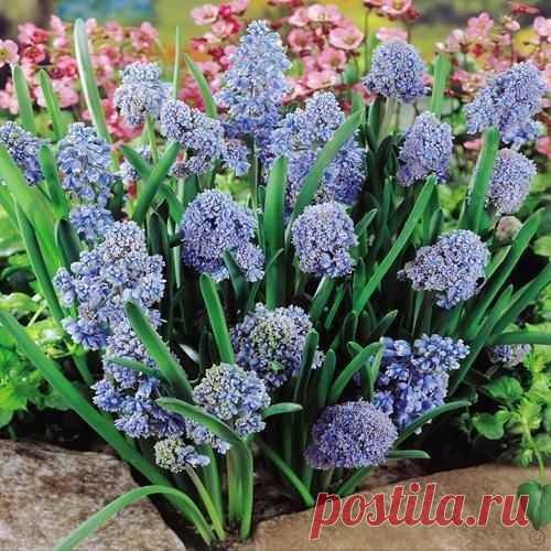 Buy your Muscari armeniacum Blue Spike cheap online at Bulbsdirect - Free delivery