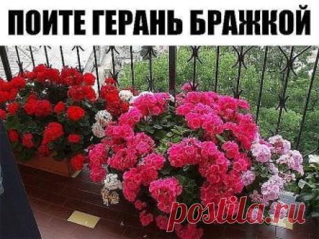 Хотите чтобы герань пышно цвела круглый год? - ПОИТЕ ЕЕ БРАЖКОЙ! 

Цветение будет продолжаться практически круглый год! Растение станет мощным, сильным, практически не будет подвержено солнечным ожогам, будет легко переносить жару и не будет болеть.

Состав эликсира очень прост и доступен:

Вода - 2,7 л
Дрожжи - 100 г
Сахар - 0,5 стакана

А вот, собственно, и сам рецептик:

В трехлитровую банку залейте 2,6-2,7 л отстоянной воды без хлора.

Разведите в теплой воде дрожжи, п...