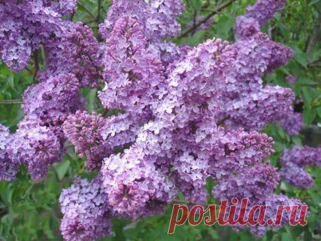 Варенье из сирени!!!.