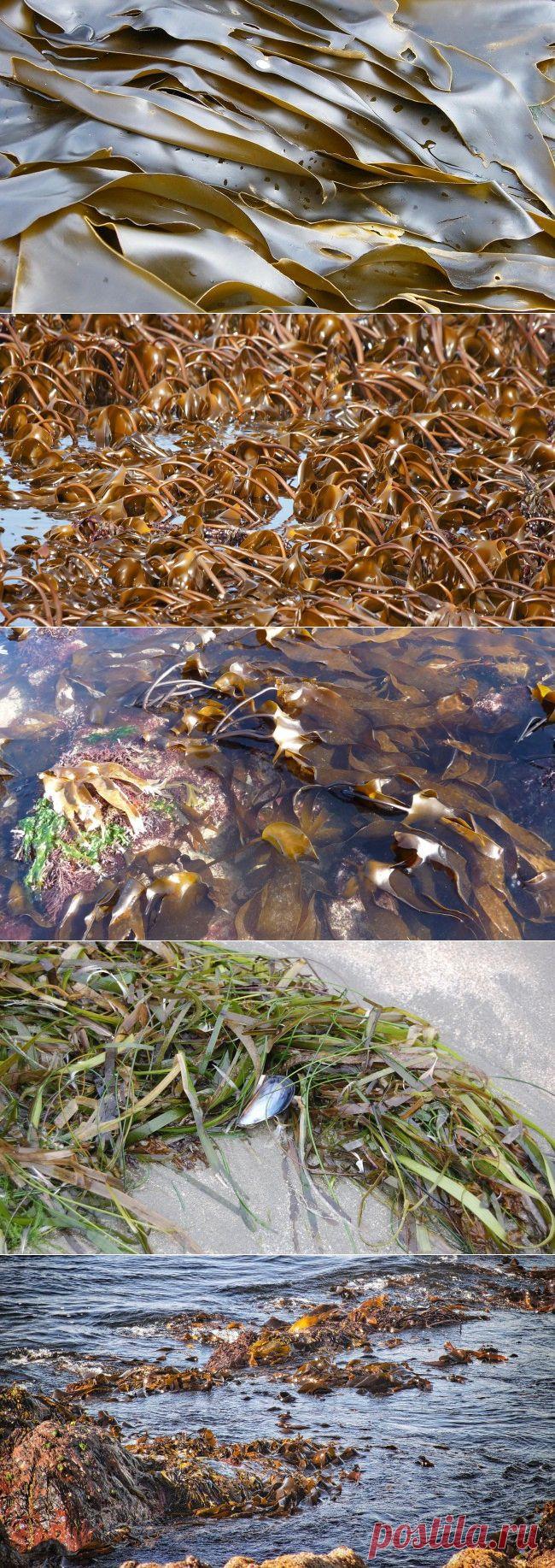 Ламинария. Косметология и альтернативная медицина