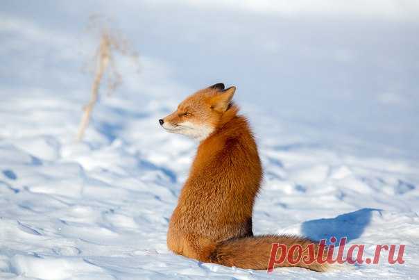 «Z – Зорро». Лиса ветреным днем на Камчатке. Автор фото – Денис Будьков: nat-geo.ru/photo/user/1438/