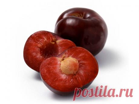 Как вырастить сливу из косточки, в том числе в домашних условиях Как выбрать косточки для выращивания сливы и подготовить их к посадке. Алгоритм посадки и правила выращивания саженца.