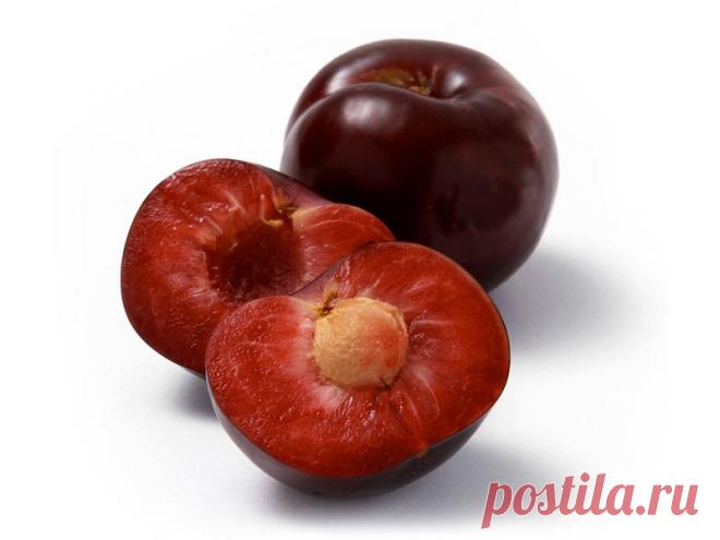 Как вырастить сливу из косточки, в том числе в домашних условиях Как выбрать косточки для выращивания сливы и подготовить их к посадке. Алгоритм посадки и правила выращивания саженца.