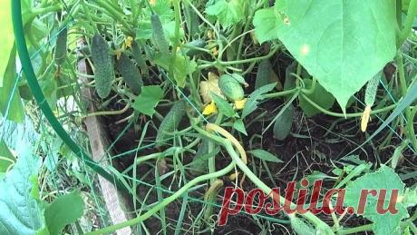 ОГУРЦЫ В ОТКРЫТОМ ГРУНТЕ!ОБИЛЬНЫЙ УРОЖАЙ!СОВЕТЫ ПО УХОДУ!