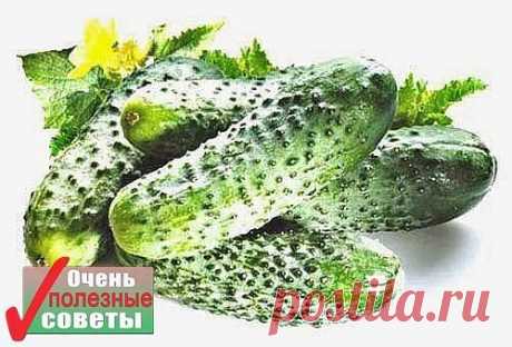 БЕСЦЕННЫЙ ОГУРЕЦ