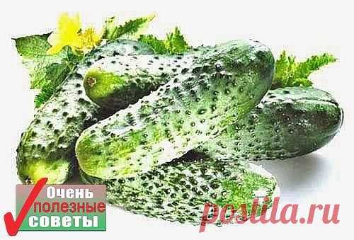 БЕСЦЕННЫЙ ОГУРЕЦ