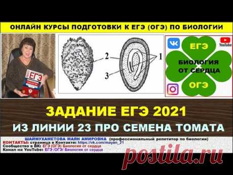 Всем привет! ЗАДАНИЕ ИЗ ЕГЭ 2021 ГОДА!
2021 (О).23. На рисунках показаны внешний вид и схема внутреннего строения семени томата. Назовите структуры семени, обозначенные цифрами 1,2,3. Из каких исходных клеток образуются эти структуры? Укажите функцию каждой их них.