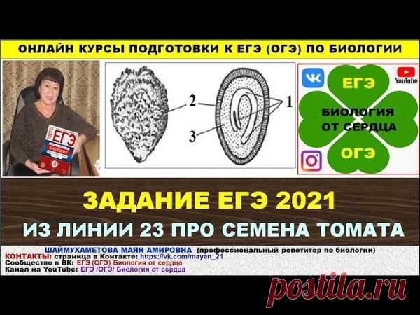 Всем привет! ЗАДАНИЕ ИЗ ЕГЭ 2021 ГОДА!
2021 (О).23. На рисунках показаны внешний вид и схема внутреннего строения семени томата. Назовите структуры семени, обозначенные цифрами 1,2,3. Из каких исходных клеток образуются эти структуры? Укажите функцию каждой их них.