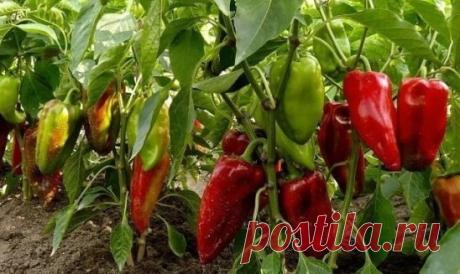 Вот, что я делаю, чтобы получить хороший урожай перца! Попробуйте и вы, не пожалеете!  
 
1. Выращивать перцы нужно только через рассаду и в теплице, только так растения будут крепкие и здоровые.  
 
2. Чтобы рассада развивалась мощной, надо удалять у нее все листья ниже развилки стебля.  
 
3. В возрасте 2 месяцев рассаду нужно пересадить в теплицу. Кустики следует перевалить из стаканчиков вместе с комом земли и обязательно проследить, чтобы корневая шейка не была заглублена в почву, иначе рас