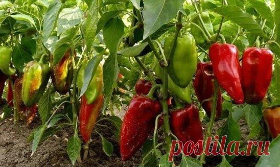 Вот, что я делаю, чтобы получить хороший урожай перца! Попробуйте и вы, не пожалеете!  
 
1. Выращивать перцы нужно только через рассаду и в теплице, только так растения будут крепкие и здоровые.  
 
2. Чтобы рассада развивалась мощной, надо удалять у нее все листья ниже развилки стебля.  
 
3. В возрасте 2 месяцев рассаду нужно пересадить в теплицу. Кустики следует перевалить из стаканчиков вместе с комом земли и обязательно проследить, чтобы корневая шейка не была заглублена в почву, иначе рас