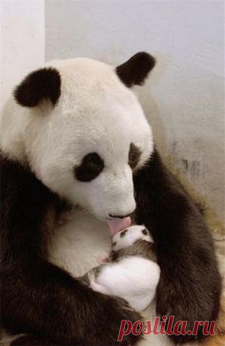 Мишки Тедди ручной работы. Хьюго. Евгения Краснова. Интернет-магазин Ярмарка Мастеров. Панда, тедди мишка, стеклянные глазки