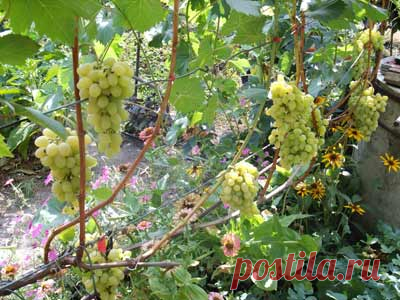 Виноградная лоза и ее строение