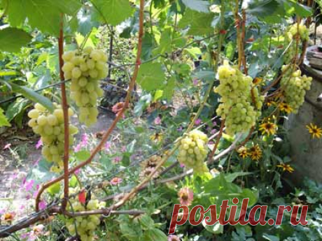 Виноградная лоза и ее строение