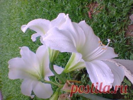 flowers