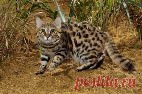 Черноногая кошка (Felis nigripes) | Терри Уиттакер Фотография