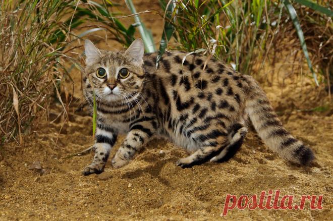 Черноногая кошка (Felis nigripes) | Терри Уиттакер Фотография