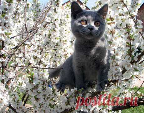 39be6_0_856ec_28cb2e82_orig.jpg (Изображение JPEG, 1024 × 806 пикселов) - Масштабированное (57%)