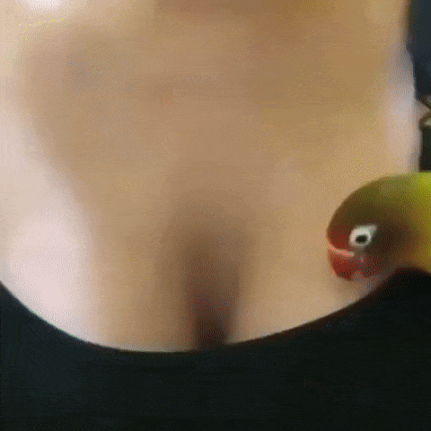 Este pájaro sabe...