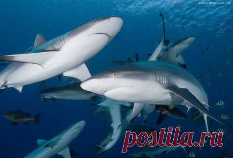 С другой стороны они даже симпатичны!