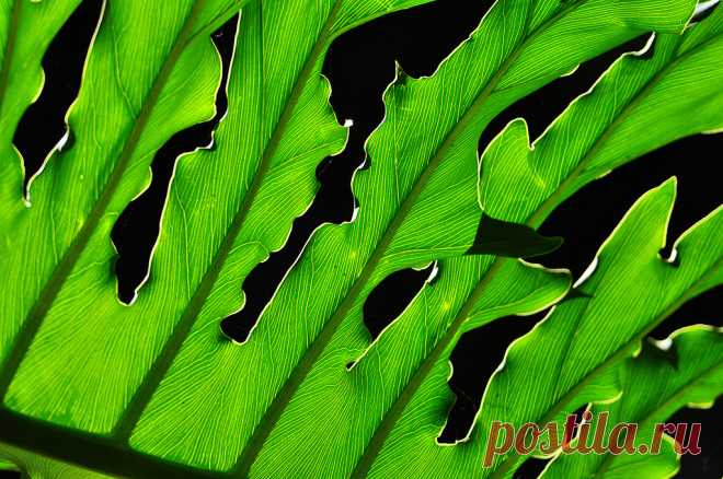 Translucent Green | Ever since a photography teacher named P… | Flickr