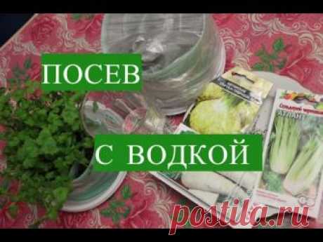 Сельдерей - многими любимая культура. Посев сельдерея на рассаду - тема этого видео. Но сеять сельдерей я буду, предварительно замочив его семена в водке. Эт...