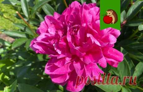 Пионам в октябре – обязательно: 3 процедуры для пышного и яркого цветения в следующем году | садоёж | Дзен