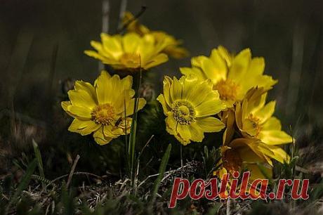 Др@коша — «Адонис» на Яндекс.Фотках