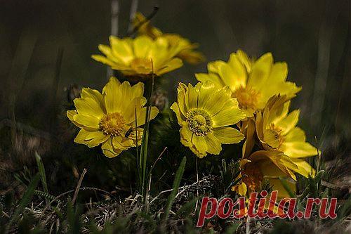 Др@коша — «Адонис» на Яндекс.Фотках