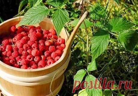 КАК ПРАВИЛЬНО ОБРЕЗАТЬ МАЛИНУ ВЕСНОЙ, ЛЕТОМ И ОСЕНЬЮ Сохрани шпаргалку, поделись с одноклассниками! Регулярная обрезка малины – важный момент в уходе за этой культурой. Чтобы ягодный куст стремительно разрастался и давал богатый урожай, при обрезке нужно учесть все тонкости процесса. О них мы и расскажем в статье. Летнюю малину начинают обрезать во время посадки саженца: побеги укорачивают до 50 см. После чего куст обрезают несколько раз за сезон. Обрезка малины весной Обы...