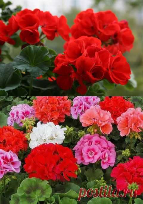 Герань-чудесница: почему она  должна быть в каждом доме