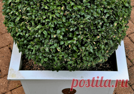 Календарь сезонных работ в саду: декабрь - Planetalsad