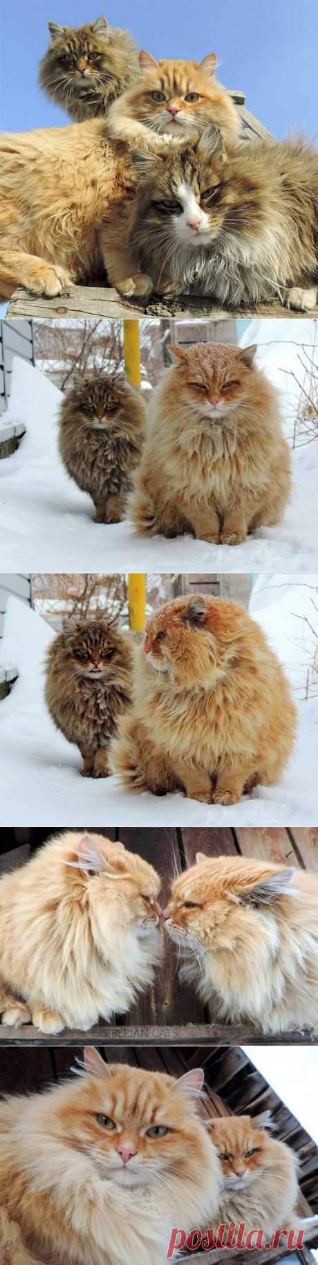 Суровые сибирские котики