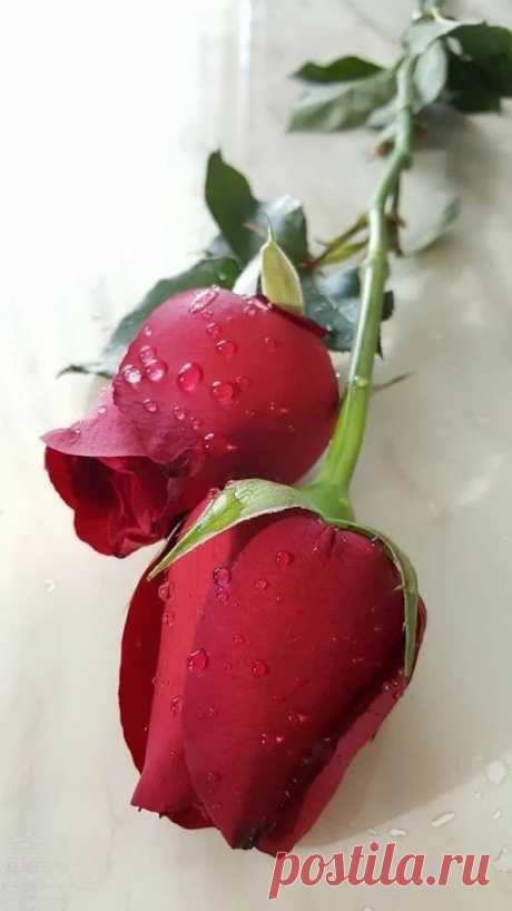 Flowers – Google+