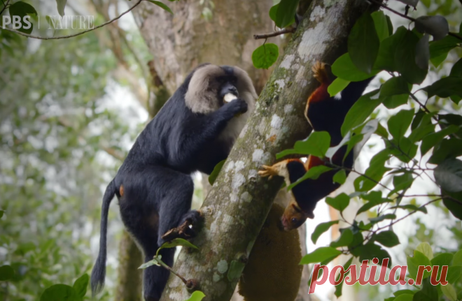 Гигантские белки против макак в борьбе за джекфрут: видео