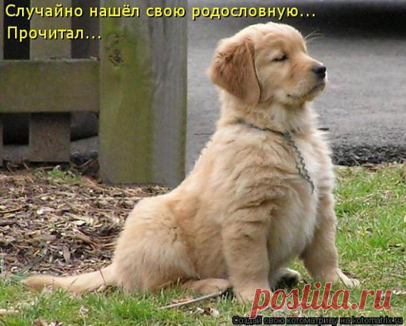 Зверушки... / Приколы