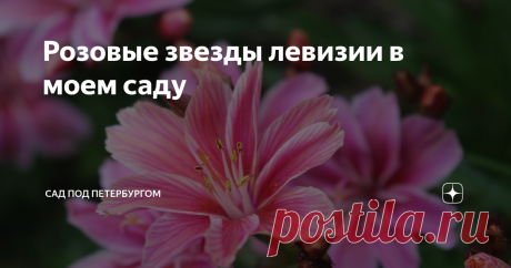 Розовые звезды левизии в моем саду Действительно ли она так капризна?