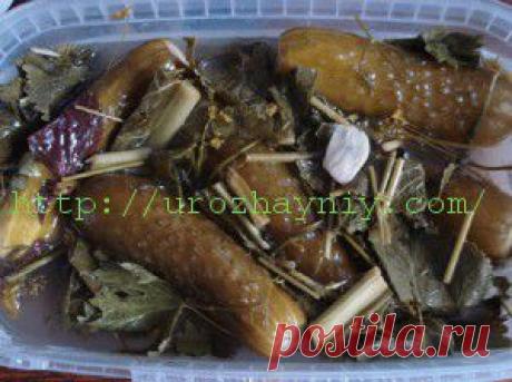 Квашенные огурцы на зиму | Урожайная дача