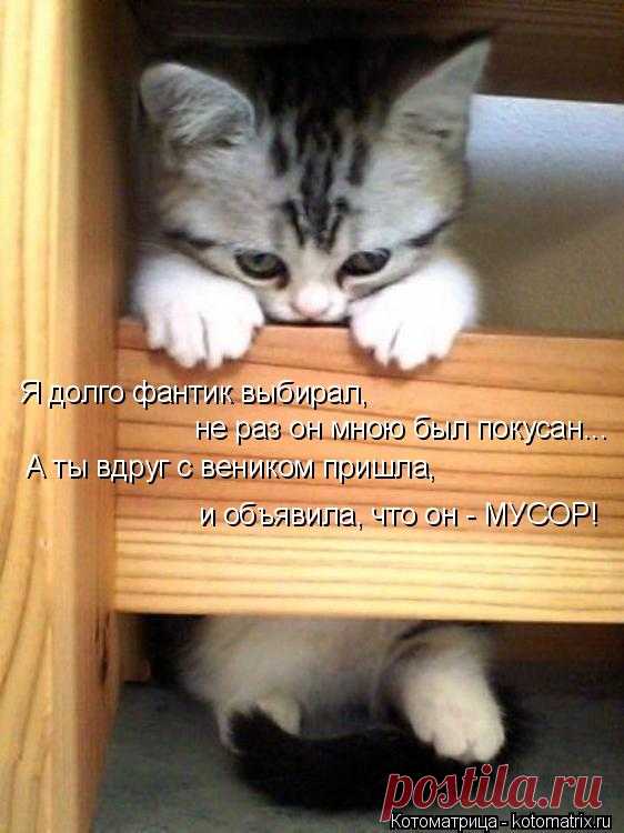 Котоматрица: Круть
