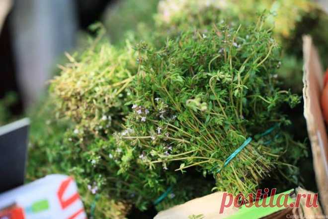 КАК ВЫРАСТИТЬ ДУШИСТЫЕ ТРАВЫ | Самоцветик