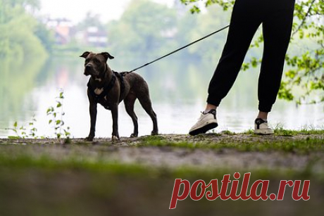 Пьяный петербуржец натравил собаку на соседа из-за замечания о громкой музыке. Пьяный житель Санкт-Петербурга натравил бойцовскую собаку на соседа, сделавшего ему замечание из-за слишком громкой музыки. Инцидент произошел на Опочинной улице. Словесная перепалка россиян переросла в драку, в ходе которой мужчина дважды ударил соседа кулаком по лицу и скомандовал своему псу атаковать его.