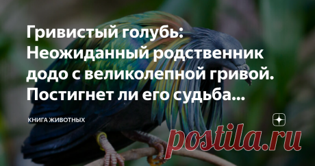 Гривистый голубь: Неожиданный родственник додо с великолепной гривой. Постигнет ли его судьба вымершего родича? На юге голуби из летучих крыс превращаются в ярких и элегантных красавчиков.